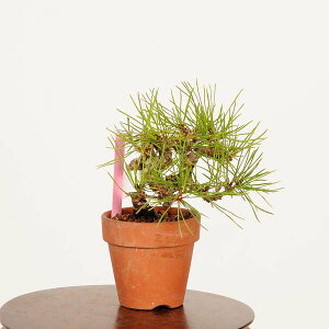 ~́FO͍*i ܂@N}c@Kuromatsu bonsai ~j~