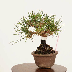~́FO͍*i ܂@N}c@Kuromatsu bonsai ~j~