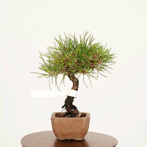 ~́FO͍*i ܂@N}c@Kuromatsu bonsai ~j~