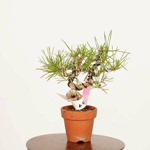 ~́FO͍*i ܂@N}c@Kuromatsu bonsai ~j~