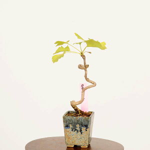 ~́F(C`E)*i _ 傤 Icho bonsai ~j~