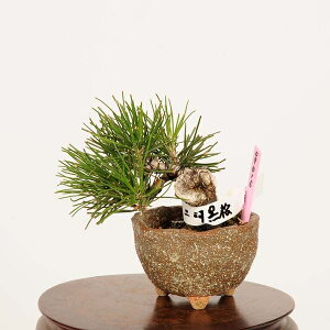 ~́FO͍*i ܂@N}c@Kuromatsu bonsai ~j~