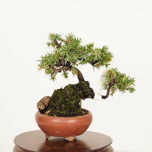 ~ IFm(Ƃ傤)@i*gVE Juniperus rigida Tosyo bonsai~j~