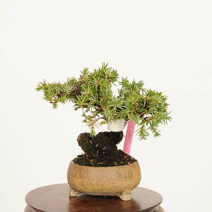 ~ IFm(Ƃ傤)@i*gVE Juniperus rigida Tosyo bonsai~j~