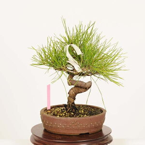 ~́FԏiAJ}cj*i ܂ Akamatsu bomsai Pinus densiflora i~