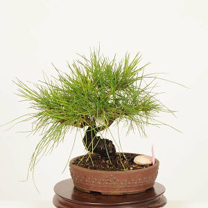 ~́FԏiAJ}cj*i ܂ Akamatsu bomsai Pinus densiflora i~