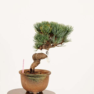 ~́Fܗt({)*@i _ 悤܂@SE}c@Goyoumatsu bonsai i~