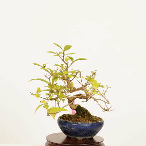 ~́F(ނ炳)*i _ TLVLu@murasakishikibu Callicarpa japonicai~