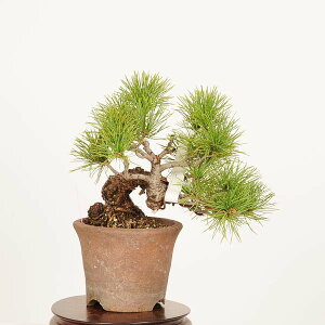 ~́Fܗt*i _ 悤܂@SE}c@Goyoumatsu bonsai i~