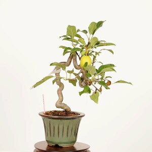 ~́FPÌyьi񂲁ESj*i@_ Malus domestica@ringo bonsaii~