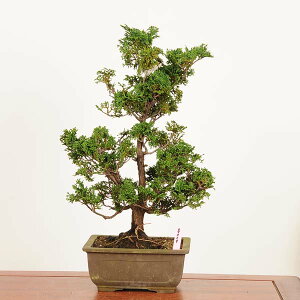 ~́FÎROiЂ̂j*i@_ qmL@hinoki bonsai i~