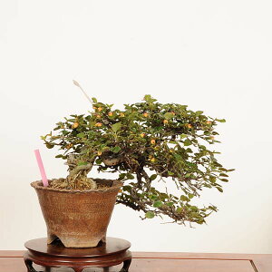 �~�� ���I�F�g���h(�V�^��)�@���i*��_�� ������@Cotoneaster horizontalis�@Benishitan bonsai �@ ���i�~��