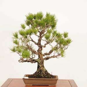 ~́FWH* i _ ܂@N}c@Kuromatsu bonsai i~