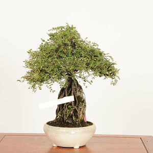 ~́FRΕt(񂵂傤)qrL i*TVE@Isozansyo@Osreomeles anthyllidifolia var. subrotundai~