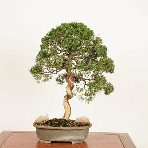 ~ IF^ i*_ ς@VpN Sabina chinesis@Shinpaku bonsai i~