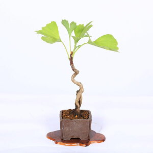 ~́F(C`E)*i _ 傤 Icho bonsai ~j~