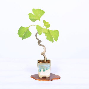 ~́F(C`E)*i _ 傤 Icho bonsai ~j~
