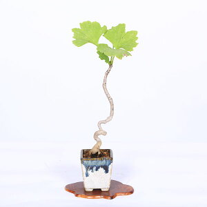 ~́F(C`E)*i _ 傤 Icho bonsai ~j~