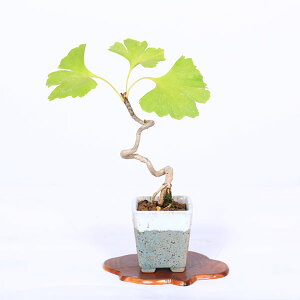 ~́F(C`E)*i _ 傤 Icho bonsai ~j~