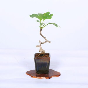 ~́F(C`E)*i _ 傤 Icho bonsai ~j~
