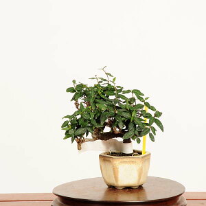 ~́FkɊi`JYj*i _ ߂񂩂@ Kazura bonsai ~j~