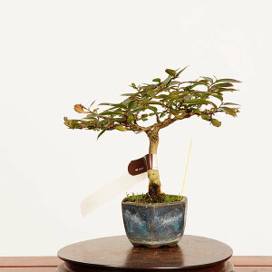 ~́FSg*i _ 邷ׂ@TXx sarusuberi@bonsai ~j~