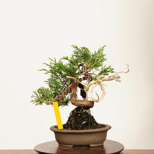 ~́F^ i*_ ς@VpN Sabina chinesis@Shinpaku bonsai i~