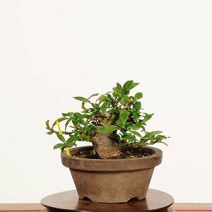 ~́Fq *i _Ȃ@N`iV@Minarikuchinashi@ bonsai i~