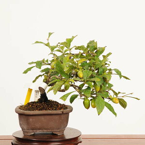 ~ IFV` i*_ 낤` E`@Diospyros rhombifolia@rouyagaki bonsai i~