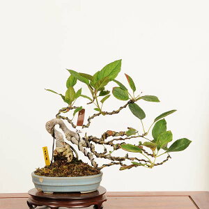 ~́F[Rǂi*(L)_ C@JChE Miyanakaidou bonsai i~