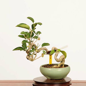 ~́F^|(܂)i*_ }~ Euonymus hamiltonianus Mayumi bonsai @i~