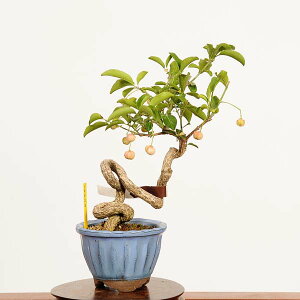 ~́F^|(܂)i*_ }~ Euonymus hamiltonianus Mayumi bonsai @i~