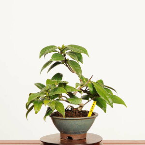~́FP i *_ ΂ coL Camellia japonica Tsubaki bonsai i~