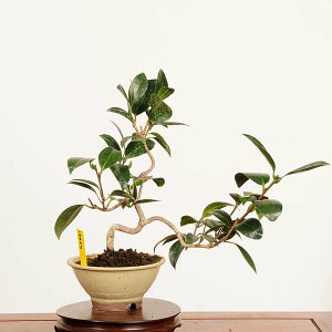 ~́FP i *_ ΂ coL Camellia japonica Tsubaki bonsai i~