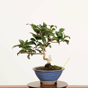 ~́FP i *_ ΂@coL Camellia japonica Tsubaki bonsai i~