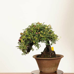 ~́FR(񂵂傤)i*_ TVE@Isozansyo@Osreomeles anthyllidifolia var. subrotundai~