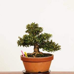 ~ FH(@R)i*_ @TcL Rhododendron indicum@Satsuki bonsai i~