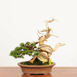 ~ IF^ i* ς@VpN@Shinpaku bonsai i~