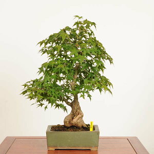 ~ IFRgt@i*R݂@~W@Momiji bonsai i~