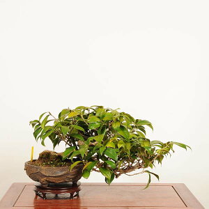 ~́F (Ӓ̏)@i *΂@coL Camellia japonica Tsubaki bonsai i~