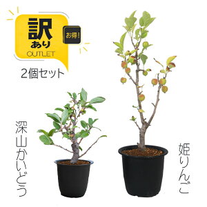 yCȖ󂠂z󕲎yAcZbgFP񂲁[Rǂ *ivXeBbNjcAv[gɂ bonsai