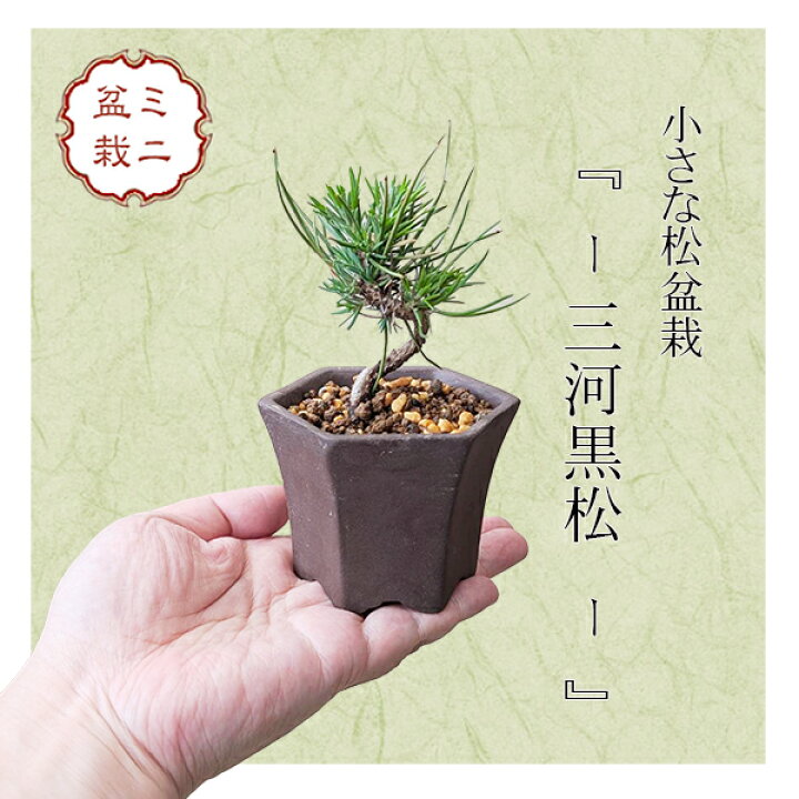 楽天市場】ミニ盆栽：三河黒松*（土物反六角陶器鉢）鉢植え お試し 