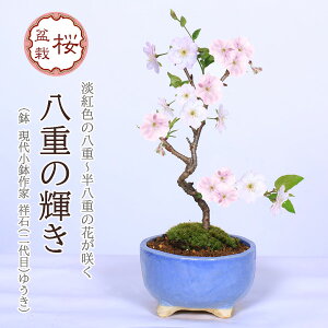さくら盆栽:八重の輝き*(祥石(二代目)空色鉢) 苔付き 桜サクラsakura鉢植え 和 お花見小品盆栽bonsai