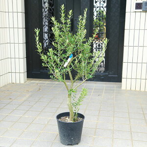 I؁EA؁FI[uilofBuRj@S8|bgA@*S110cm i }g֔