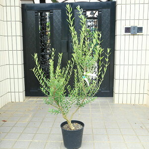 I؁EA؁FI[uilofBuRj@S8|bgA@*S110cm i }g֔