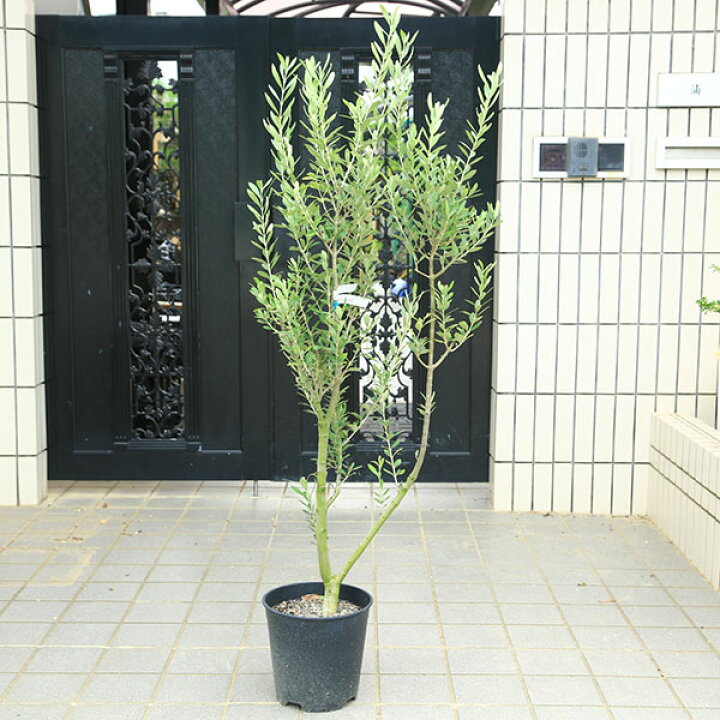 楽天市場】特選庭木・植木：オリーブ（シプレッシーノ）太幹 安心の8号 