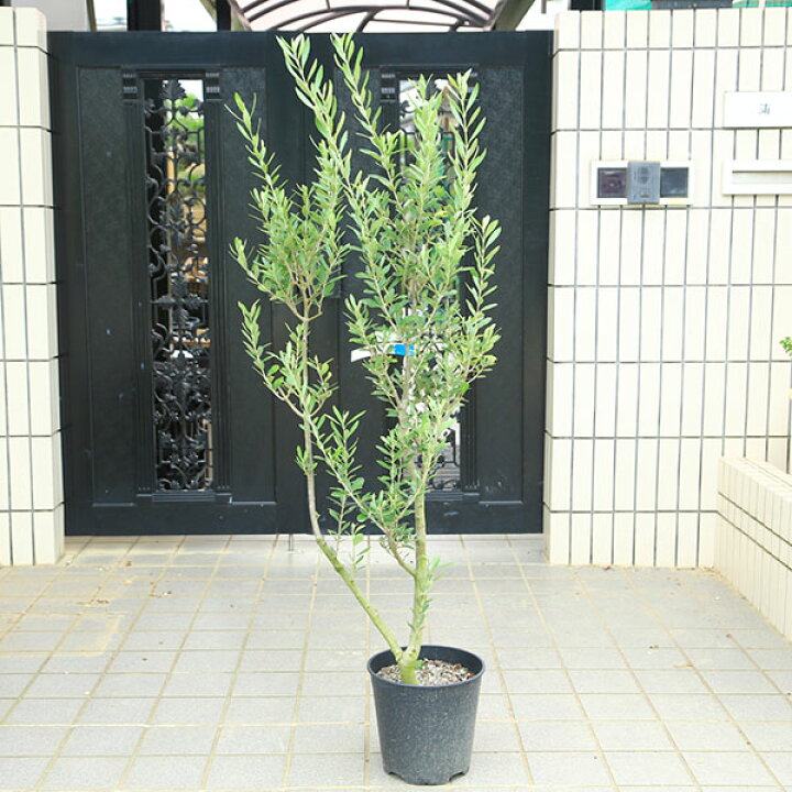 楽天市場】特選庭木・植木：オリーブ（シプレッシーノ）太幹 安心の8号 