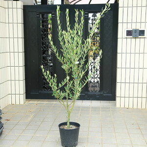 I؁EA؁FI[ui~bVj@S8|bgA@*S140cm i }g֔