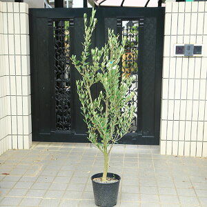 I؁EA؁FI[ui~bVj@S8|bgA@*S140cm i }g֔
