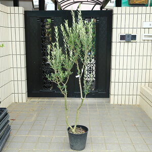 I؁EA؁FI[uiCI[j@S8|bgA@*S140cm i }g֔